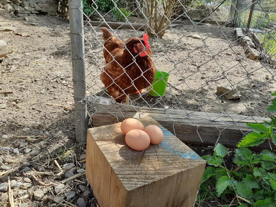 PENZION Malá farma Nemojany Exteriér fotografie